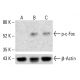 p-Fos/c-Fos Antibody (34E4) - Western Blotting - Image 412712