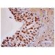 p-c-Jun Antibody (C-J 4C4/1) - Immunohistochemistry - Image 284814 