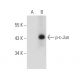 p-c-Jun Antibody (C-J 4C4/1) - Western Blotting - Image 47790