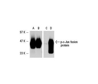 p-c-Jun Antibody (KM-1) | SCBT - Santa Cruz Biotechnology