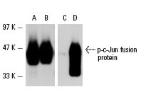 p-c-Jun Antibody (KM-1) | SCBT - Santa Cruz Biotechnology