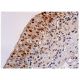 p-Myc Antibody (C-3) - Immunohistochemistry - Image 347953