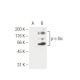 p-c-Src/Src Antibody (9A6) - Western Blotting - Image 62939 