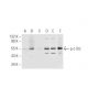 p-c-Src/Src Antibody (9A6) - Western Blotting - Image 81100