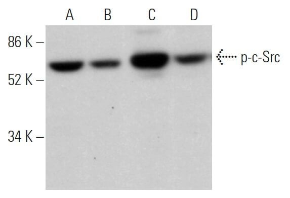 通販 送料無料  Antibody p-Src (H-3) Biotechnology Cruz Santa - SCBT | アイドルグッズ