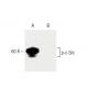 p-c-Src/Src Antibody (pY530.31) - Western Blotting - Image 60392 
