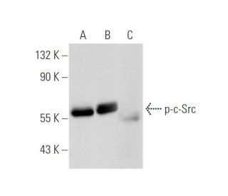 p-c-Src Antibody (pY530.31) - Western Blotting - Image 64686 