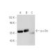 p-c-Src/Src Antibody (pY530.31) - Western Blotting - Image 64686 
