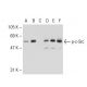 p-c-Src Antibody (pY530.31) - Western Blotting - Image 109521