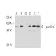 p-c-Src/Src Antibody (pY530.31) - Western Blotting - Image 109521