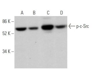 western blotting image from recommended p-Src (H-3) monoclonal antibody replacement. Image 373431