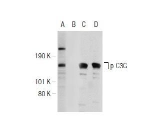 p-C3G Antibody (G-2) - Western Blotting - Image 146931