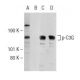 p-C3G Antibody (G-2) - Western Blotting - Image 146931