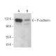 P-cadherin Antibody (12H6) - Western Blotting - Image 378448 