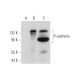 P-cadherin Antibody (D-6) - Western Blotting - Image 319379