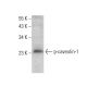 p-caveolin-1 Antibody (B-9) - Western Blotting - Image 375362