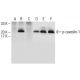 western blotting image from recommended p-caveolin-1 (B-9) monoclonal antibody replacement. Image 150620