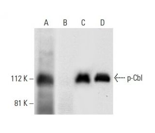 p-Cbl Antibody (E-10) - Western Blotting - Image 303894