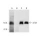 p-Cbl Antibody (E-10) - Western Blotting - Image 303894