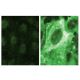 p-Cbl Antibody (pY700.47) - Immunofluorescence - Image 60527 
