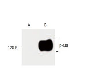 p-Cbl Antibody (pY700.47) - Western Blotting - Image 60199 