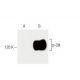 p-Cbl Antibody (pY700.47) - Western Blotting - Image 60199 
