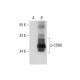 p-CD88 Antibody (32-G1) - Western Blotting - Image 72385