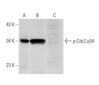 p-Cdc2 p34 Antibody (pY15.44) - Western Blotting - Image 64695 