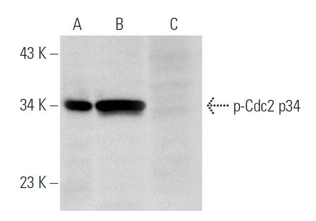 p-Cdc2 p34 Antibody (pY15.44) | SCBT - Santa Cruz Biotechnology