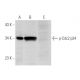 western blotting image from recommended p-Cdc2 p34 (pY15.44) monoclonal antibody replacement. Image 64695