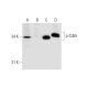 p-Cdk5 Antibody (C-7) - Western Blotting - Image 294428