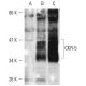 p-CKR-5 Antibody (V14/2) - Western Blotting - Image 9230