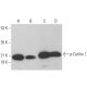 western blotting image from recommended p-Cofilin 1 (E-5) monoclonal antibody replacement. Image 376469