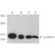 western blotting image from recommended p-Cofilin 1 (F-11) monoclonal antibody replacement. Image 376408