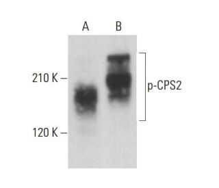 p-CPS2 Antibody (F-4) - Western Blotting - Image 376976 