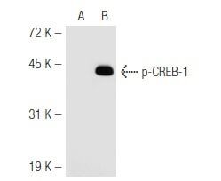 p-CREB1抗体 (10E9) | SCBT - Santa Cruz Biotechnology