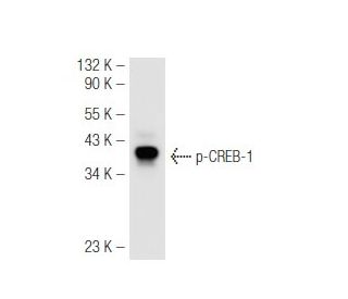 western blotting image from recommended p-CREB1 (10E9) monoclonal antibody replacement. Image 54570
