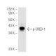 western blotting image from recommended p-CREB1 (10E9) monoclonal antibody replacement. Image 54570