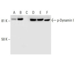 p-Dynamin I Antibody (E-9) - Western Blotting - Image 296001 