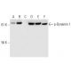 p-Dynamin I Antibody (E-9) - Western Blotting - Image 296001 