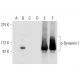 p-Dynamin I Antibody (E-9) - Western Blotting - Image 299348