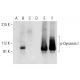 p-Dynamin I Antibody (F-11) - Western Blotting - Image 299349