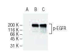 品質検査済 - SCBT | (12A3) Antibody p-EGFR Santa Biotechnology Cruz 化粧水・ローション・トナー