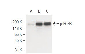 p EGFR Antibody 15A2 SCBT Santa Cruz Biotechnology