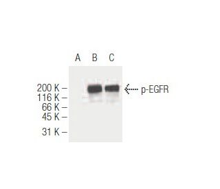 western blotting image from recommended p-EGFR (12A3) monoclonal antibody replacement. Image 62883