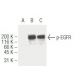 western blotting image from recommended p-EGFR (12A3) monoclonal antibody replacement. Image 62883