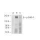 p-ErbB4/HER4 Antibody (4C6) - Western Blotting - Image 56245