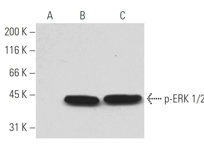 p-ERK 1/2 Antibody (12D4) | SCBT - Santa Cruz Biotechnology