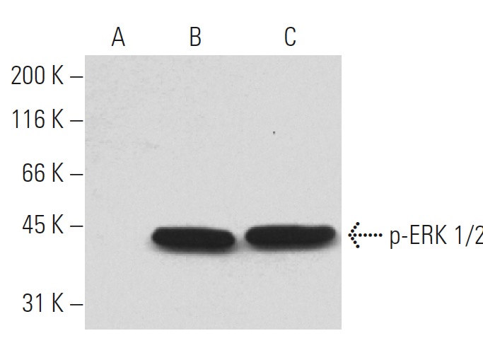 p ERK 1 2 Antibody 12D4 SCBT Santa Cruz Biotechnology