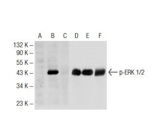 p ERK 1 2 Antibody 12D4 SCBT Santa Cruz Biotechnology